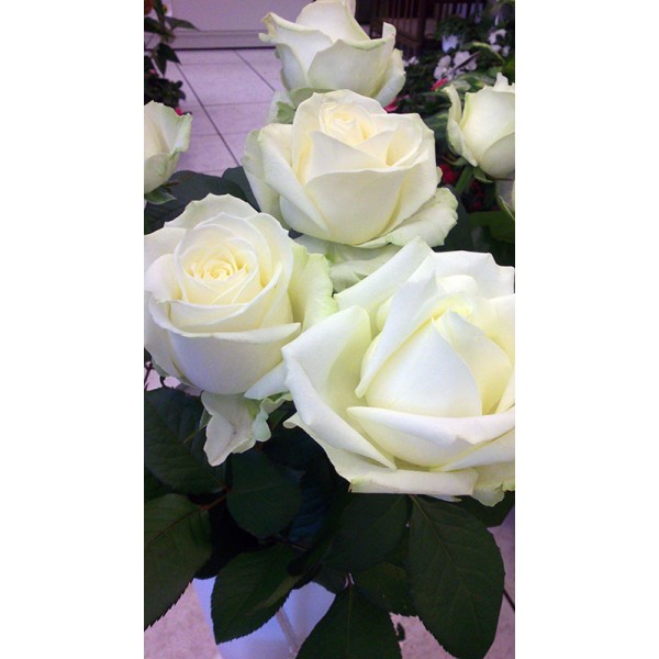 Rose blanche « avalanche » | Au jardin fleuri