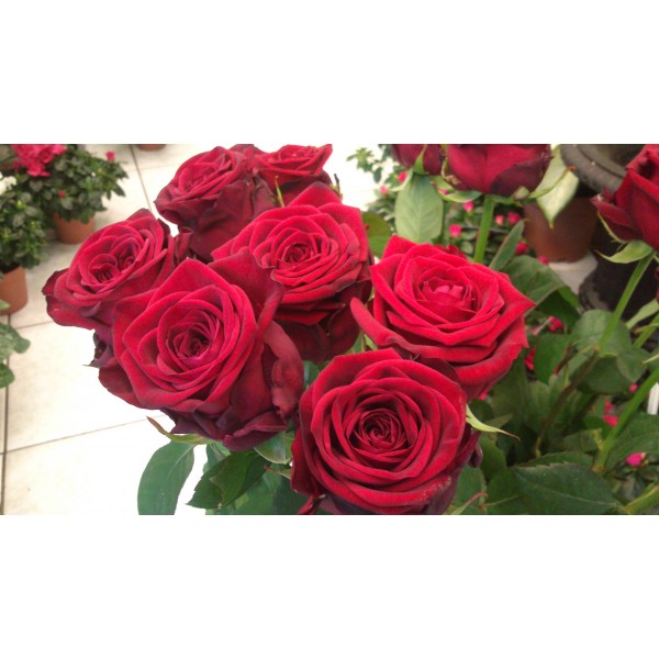 Rose rouge « red naomi » | Au jardin fleuri