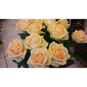 Rose blanche « avalanche » | Au jardin fleuri